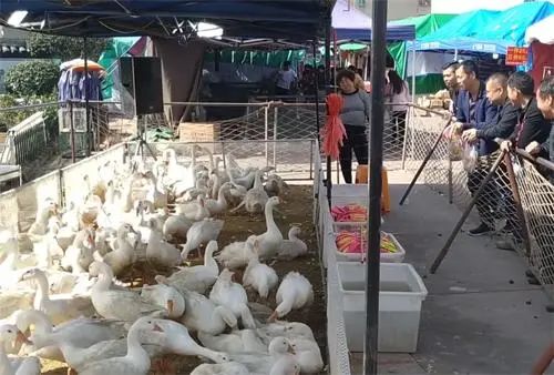 代理赚钱农村产品合法吗_农村代理什么产品最赚钱_代理赚钱农村产品违法吗