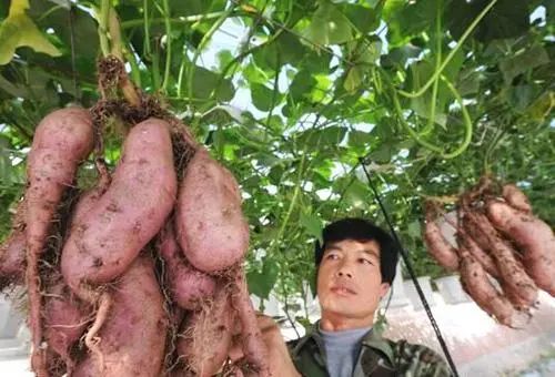 代理赚钱农村产品违法吗_代理赚钱农村产品合法吗_农村代理什么产品最赚钱