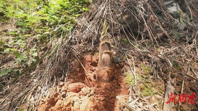 种什么竹笋最赚钱-不误农时不负春｜会同县漠滨侗族苗族乡侯家坡村：竹笋增收“节节高”-优创圈