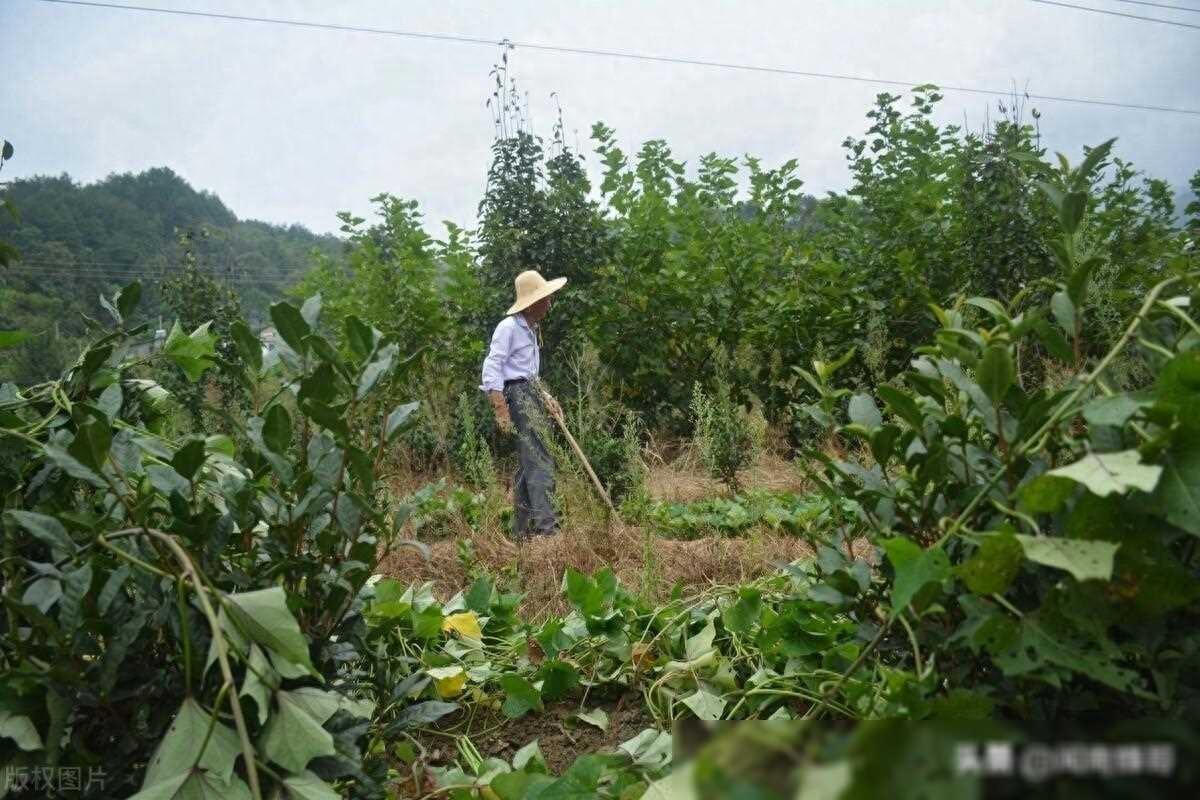 农村投资什么赚钱-退休后投资3万元，回农村搞养殖，哪个农业项目好呢-优创圈