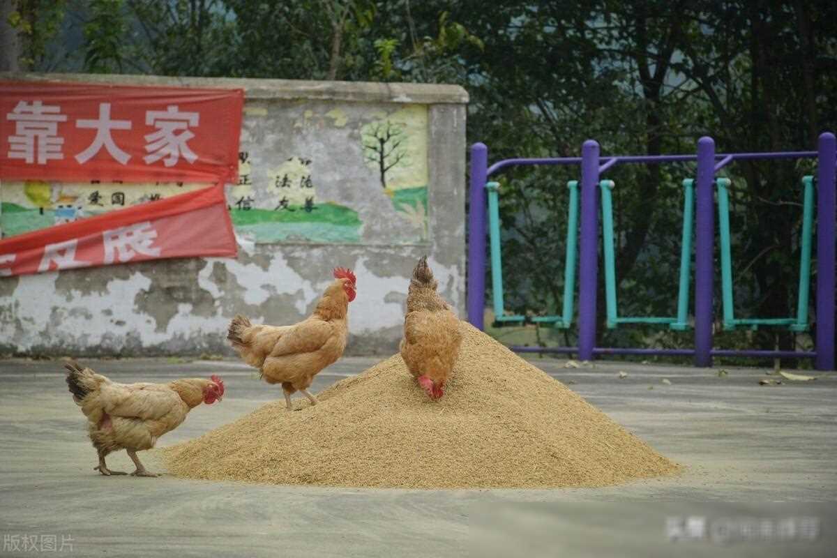 投资农村什么项目好_农村投资什么赚钱_农村投资做什么生意