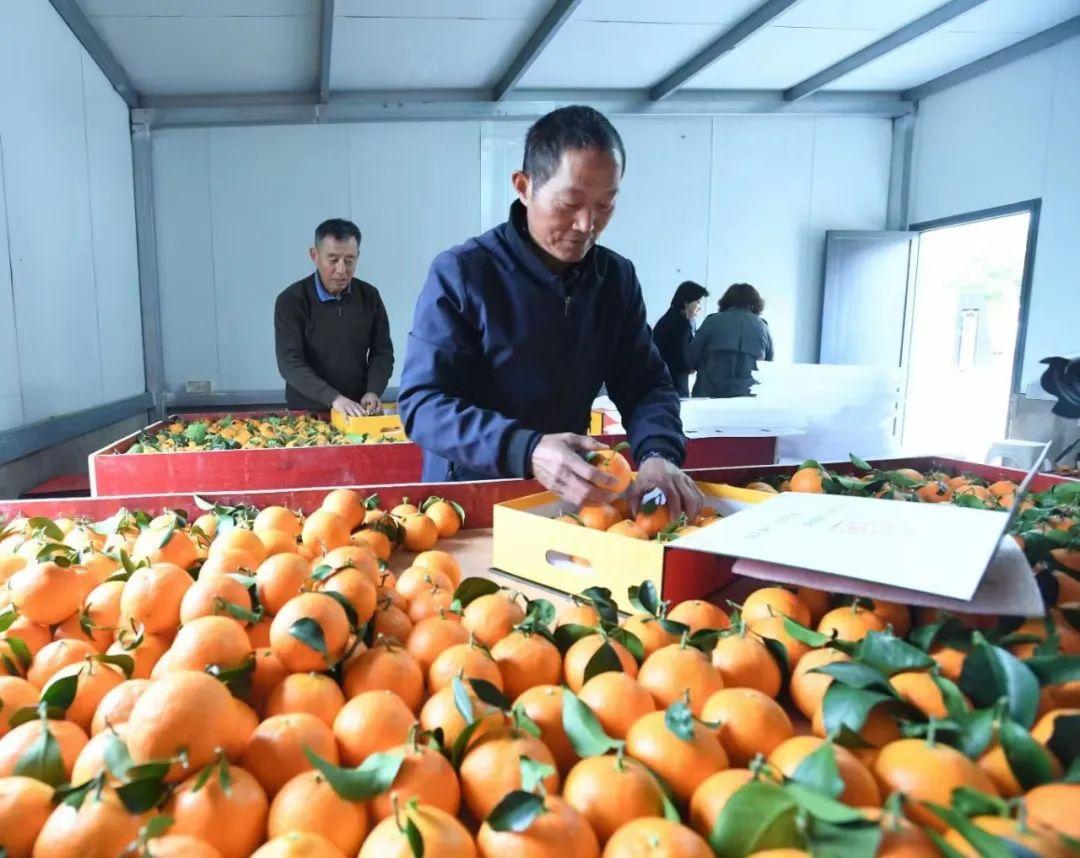 土地种什么收入高_金土地种什么最赚钱_土地种啥省事又赚钱