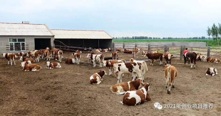 现在农村什么最赚钱_赚钱农村_现在农村赚钱项目