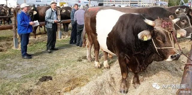 什么肉最赚钱_什么肉最赚钱_什么肉最赚钱
