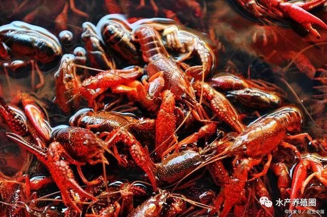 什么肉最赚钱_什么肉最赚钱_什么肉最赚钱