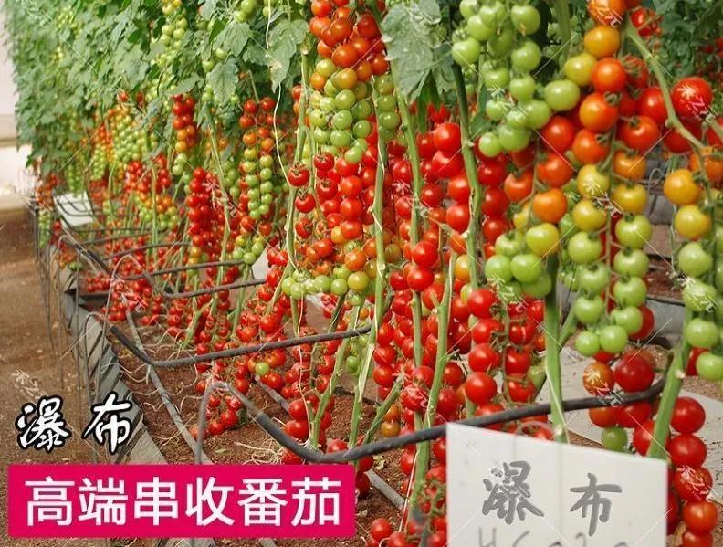 赚钱种树_栽什么树赚钱_赚钱的树