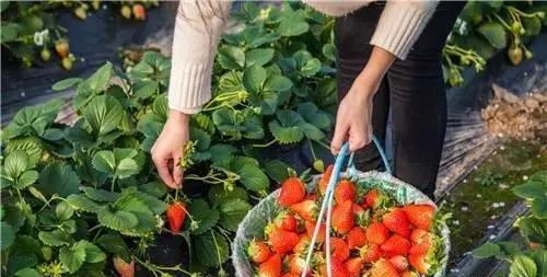 栽培什么树品种赚钱_种植最赚钱的是什么_栽培什么品种赚钱