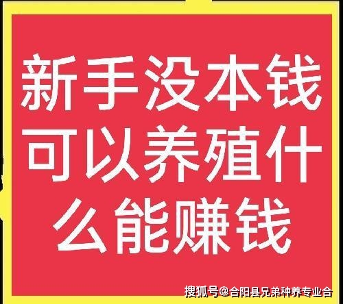 养点啥挣钱_养点什么赚钱_养啥最赚钱利润大好养