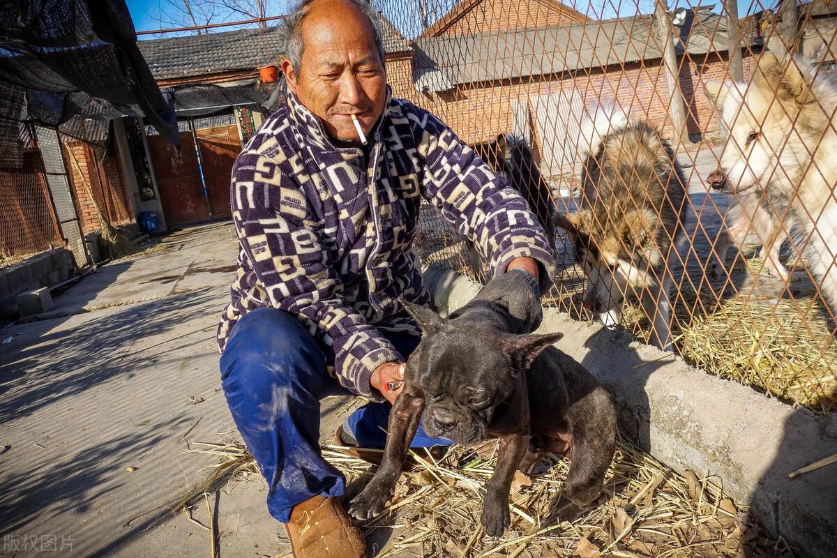 繁殖什么狗赚钱_繁殖狗赚钱吗_养狗繁殖赚钱吗