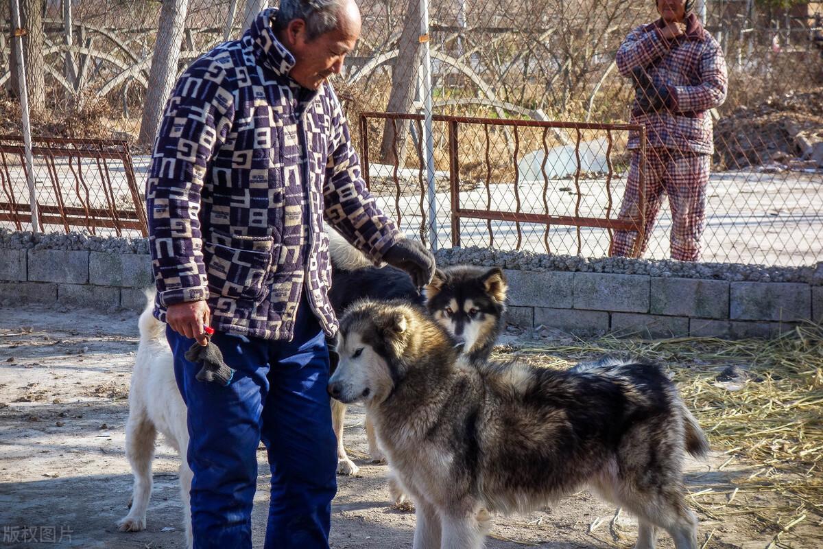 养狗繁殖赚钱吗_繁殖什么狗赚钱_繁殖狗赚钱吗