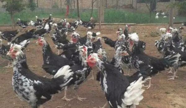 种养殖什么赚钱_养殖种植什么赚钱_赚钱的养殖业