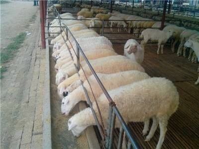 养殖羊赚钱吗_养什么羊最赚钱_怎么养羊最赚钱