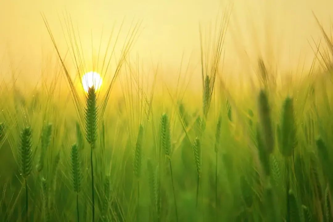 承包地种什么赚钱-如果只有部分人种地能赚钱，凭什么是你？-优创圈