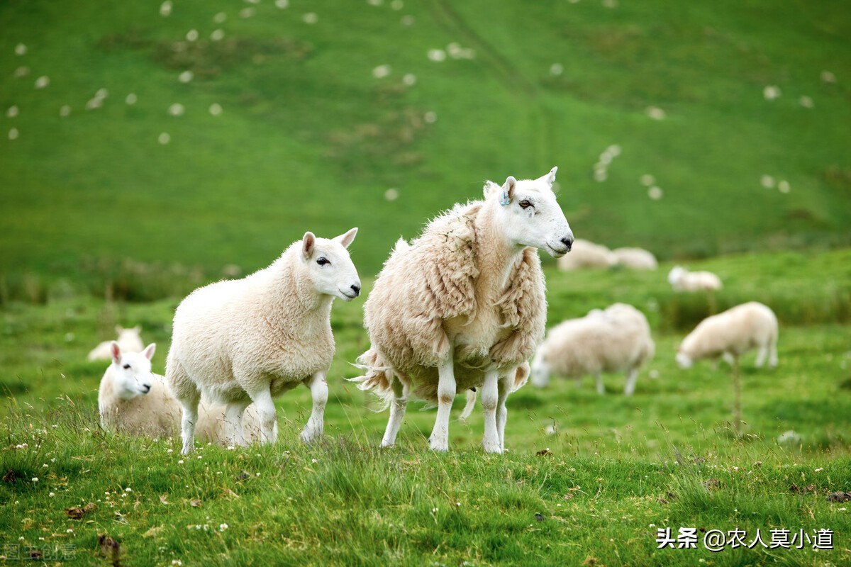 为什么网红能赚钱吗-网红为什么那么赚钱？因为我们穷人太多了-优创圈