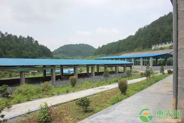 图片[3]-养什么鸭最赚钱-养土鸡赚钱吗？做好这几点，土鸡变成“印钞鸡”-优创圈