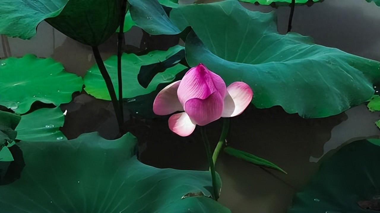 买什么理财最赚钱-最会理财的三大生肖，晚年嘎嘎有钱！！！-优创圈