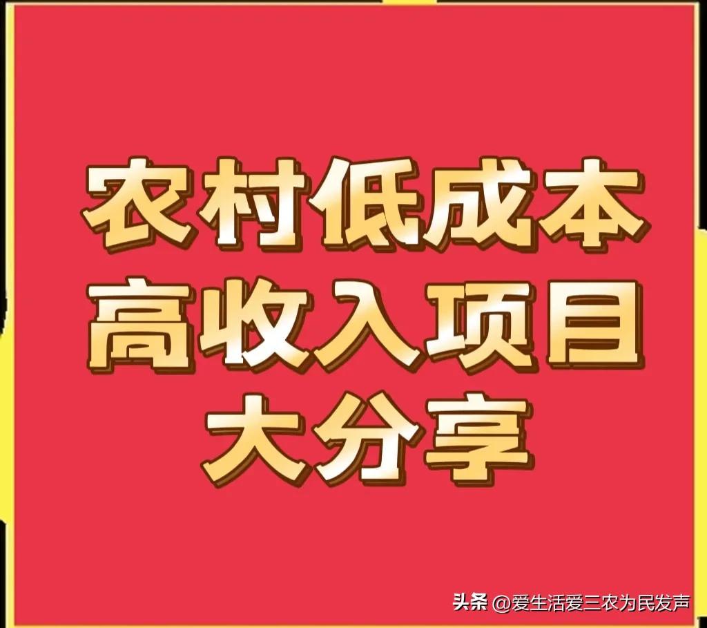 农村建什么厂赚钱-目前农村有哪些低成本高收入项目？这几个就很不错，建议收藏-优创圈
