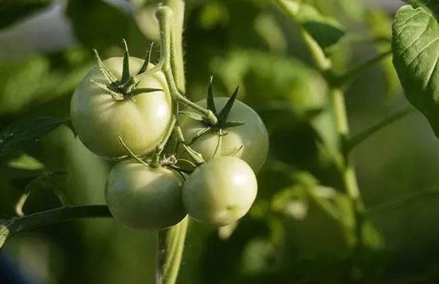 种什么花卉赚钱-【农信】农村种植什么最赚钱，这几个项目值得你关注！-优创圈