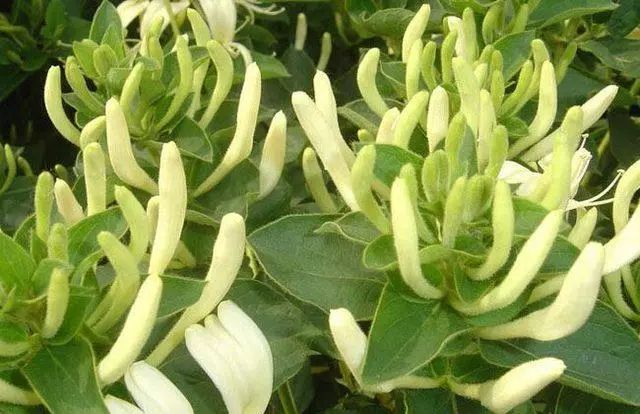 种什么花卉赚钱_花卉赚钱不_种植花卉赚钱