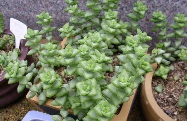 种什么花卉赚钱_种植花卉赚钱_花卉赚钱不