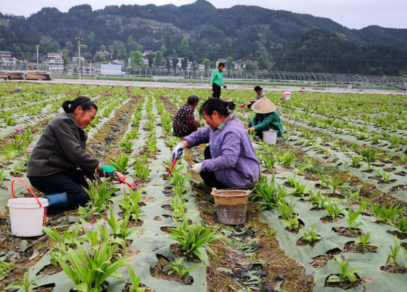 田里种什么最赚钱-农村种什么农作物最赚钱？试试这5个种植项目，你也能小成本创业-优创圈
