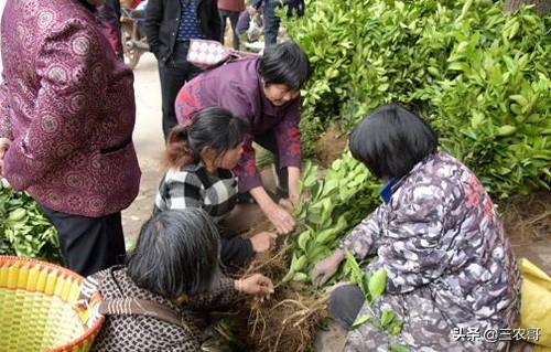乡镇开什么店冷门赚钱-2020年农村钱不难赚的10个项目，都是市场的新需求-优创圈