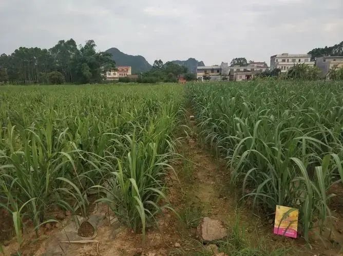 在农村现在种什么赚钱-广西农村遍地都是甘蔗，种甘蔗到底赚不赚钱呢？我们来算算账-优创圈