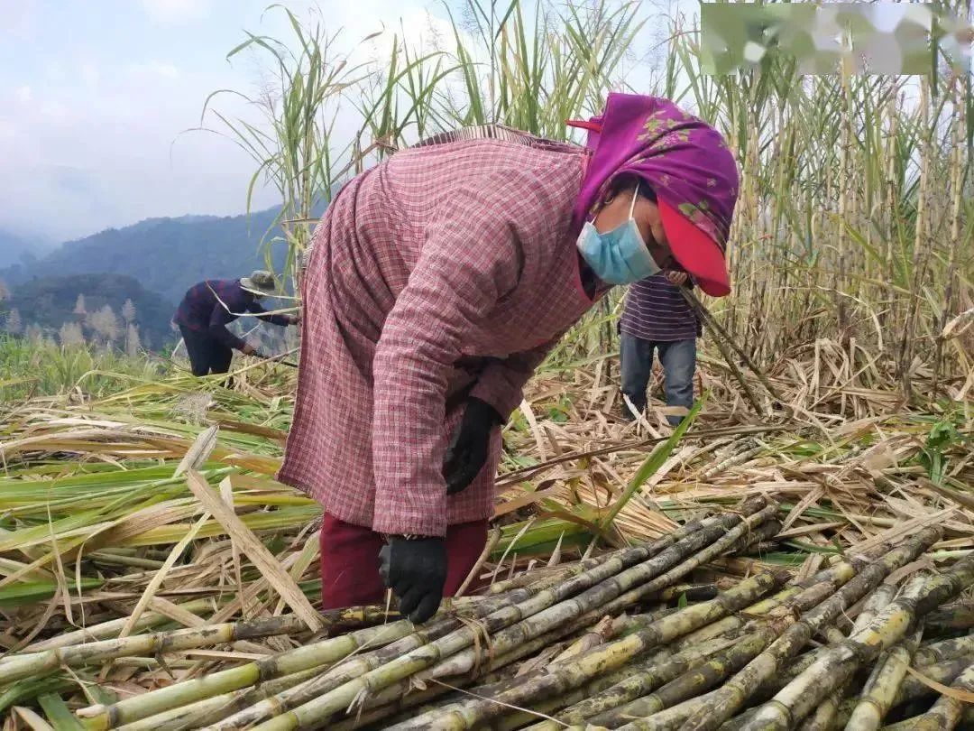 在农村现在种什么赚钱_农村种植生意有钱_现在农村种地挣钱吗