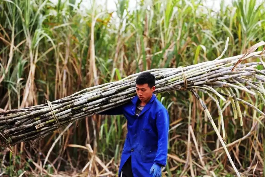 现在农村种地挣钱吗_在农村现在种什么赚钱_农村种植生意有钱