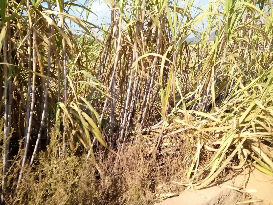 农村种植生意有钱_在农村现在种什么赚钱_现在农村种地挣钱吗