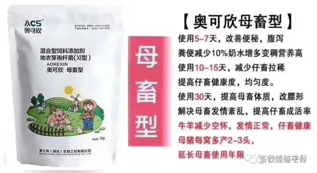养猪赚钱吗知乎_养猪挣钱_养什么猪赚钱
