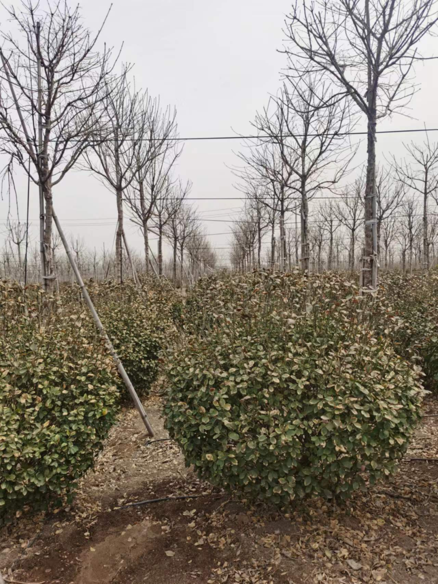赚钱的树_地里种什么树最赚钱_种树赚钱不