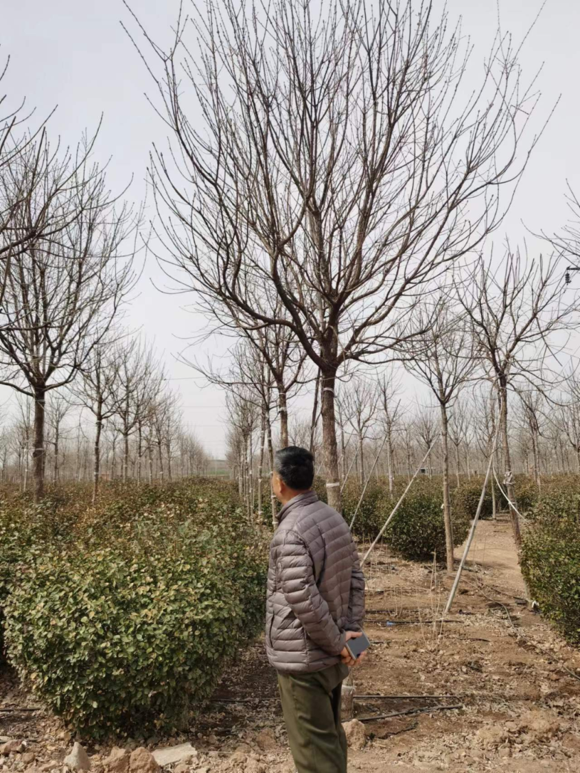 种树赚钱不_地里种什么树最赚钱_赚钱的树