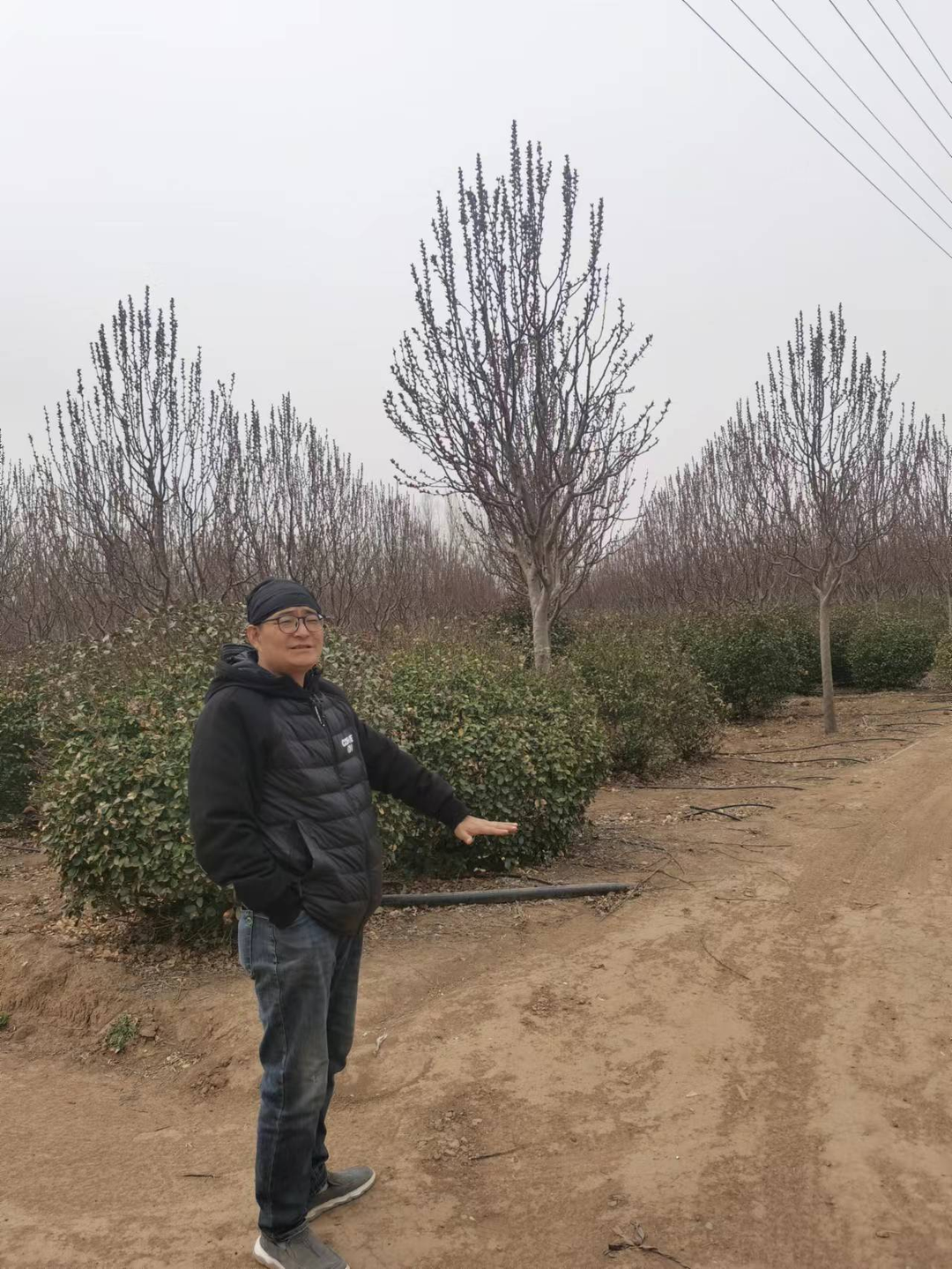 地里种什么树最赚钱_赚钱的树_种树赚钱不