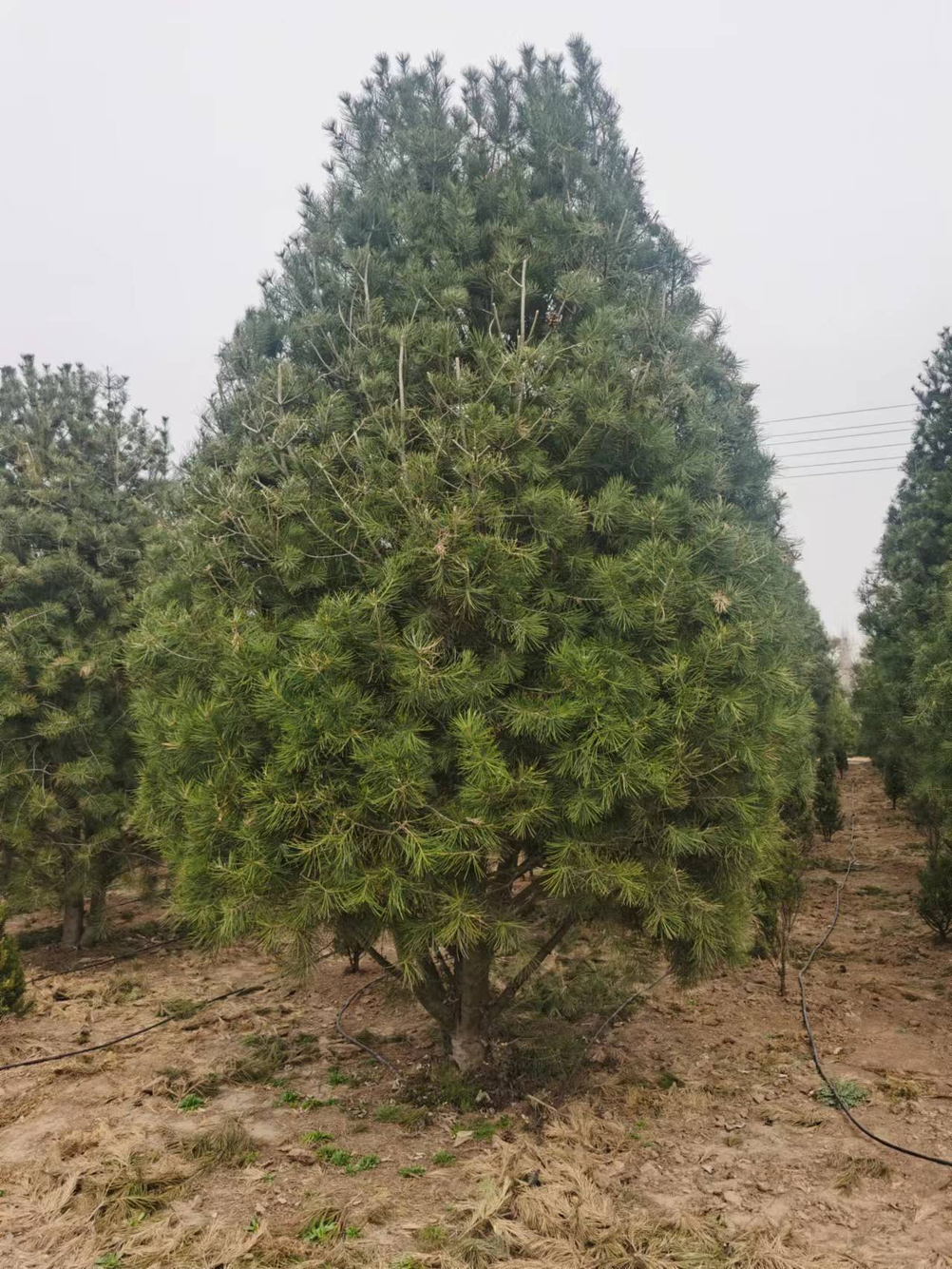 地里种什么树最赚钱_种树赚钱不_赚钱的树
