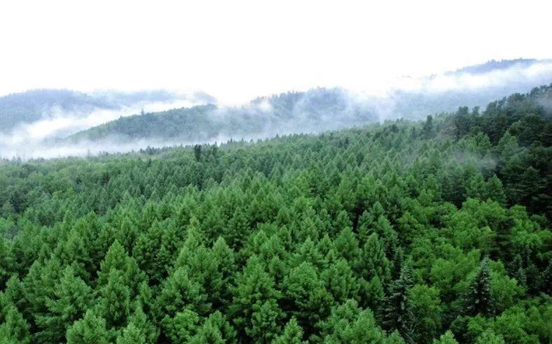 牡丹江做什么赚钱-拜山神、遇黑熊，东北大哥深山创业，带兄弟们“拿命赚钱”-优创圈