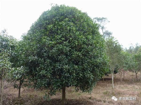 冬季种植什么赚钱-种植什么树最赚钱？-优创圈