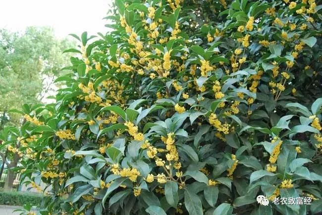 冬季种植赚钱快的植物_冬季种植赚钱吗_冬季种植什么赚钱