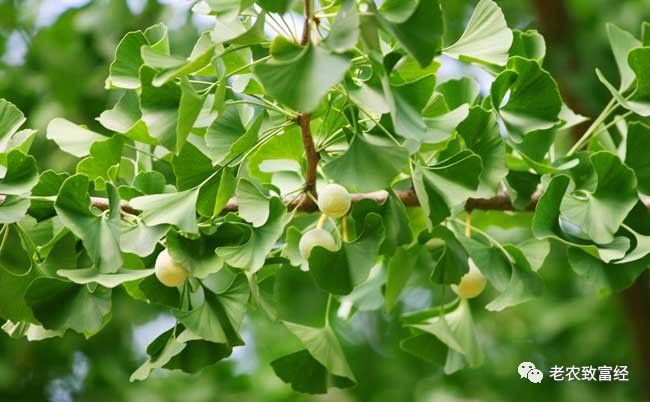 冬季种植什么赚钱_冬季种植赚钱快的植物_冬季种植赚钱吗