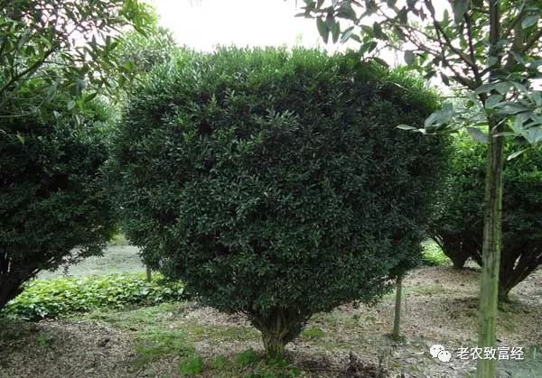冬季种植赚钱吗_冬季种植什么赚钱_冬季种植赚钱快的植物