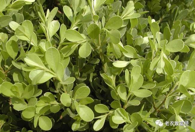 冬季种植赚钱吗_冬季种植什么赚钱_冬季种植赚钱快的植物