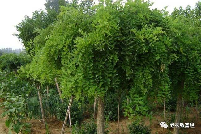 冬季种植赚钱吗_冬季种植什么赚钱_冬季种植赚钱快的植物