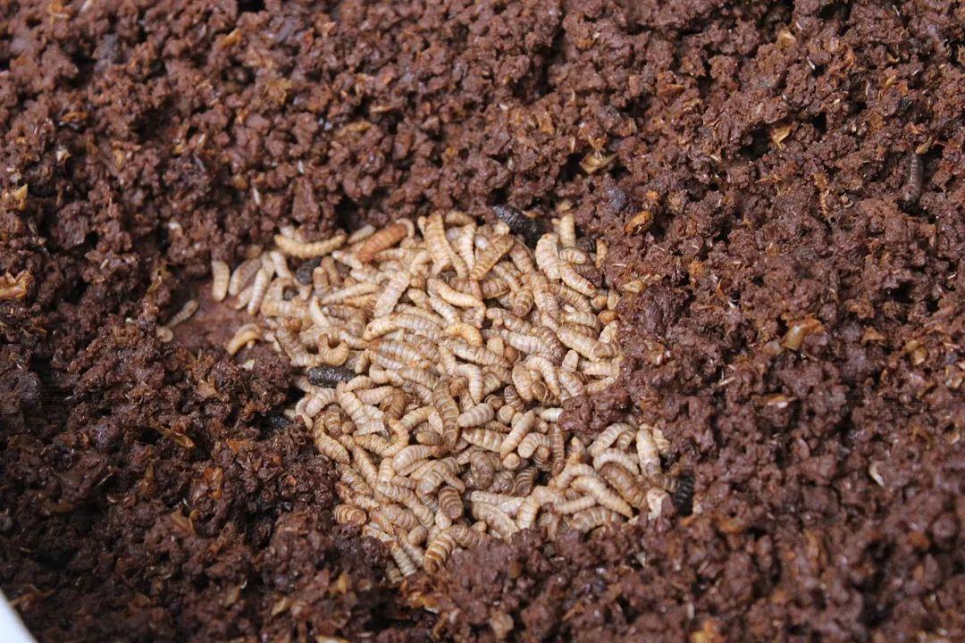昆虫养殖_昆虫养殖致富_养什么昆虫赚钱