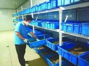 昆虫养殖致富_养什么昆虫赚钱_昆虫养殖