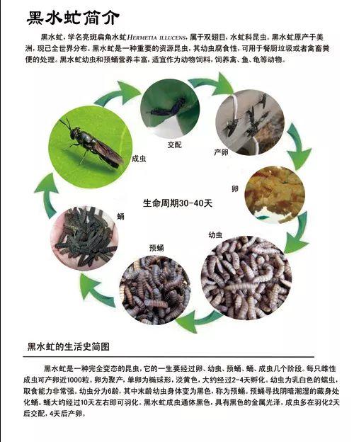 昆虫养殖_昆虫养殖致富_养什么昆虫赚钱
