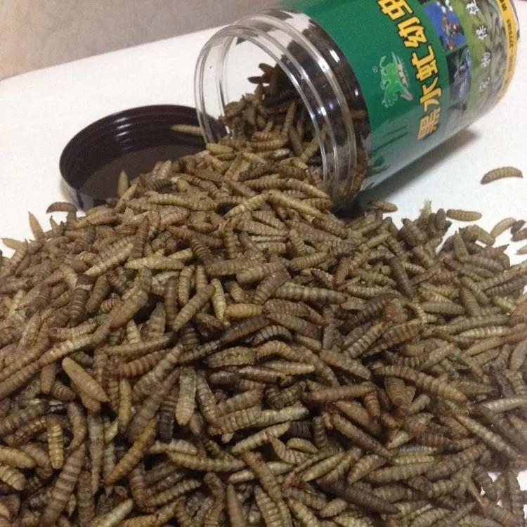 养什么昆虫赚钱_昆虫养殖_昆虫养殖致富