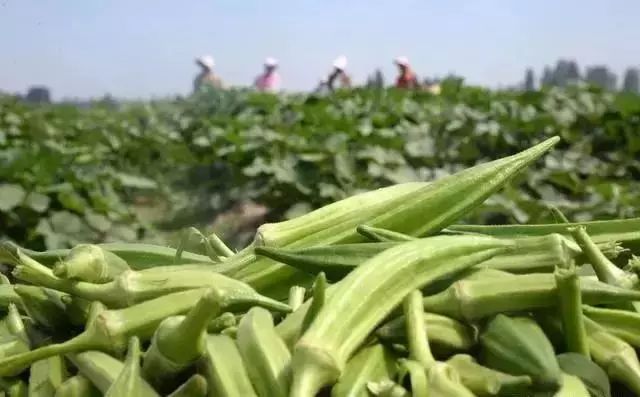 种植什么苗木赚钱_种苗木前景如何_苗木种植赚钱不