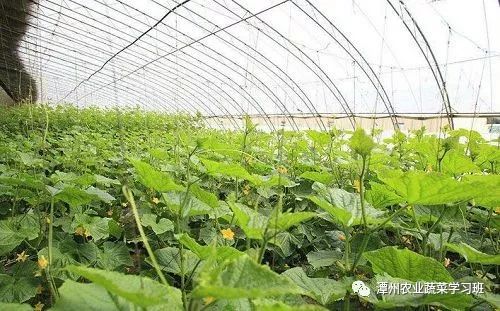 冬季种植什么赚钱-大棚反季节种植蔬菜赚钱最多一个大棚收入约九万多元-优创圈