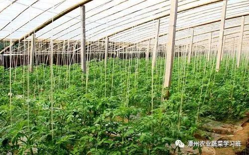 图片[2]-冬季种植什么赚钱-大棚反季节种植蔬菜赚钱最多一个大棚收入约九万多元-优创圈