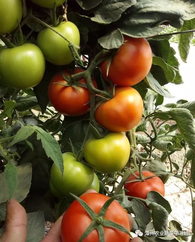 图片[3]-冬季种植什么赚钱-大棚反季节种植蔬菜赚钱最多一个大棚收入约九万多元-优创圈